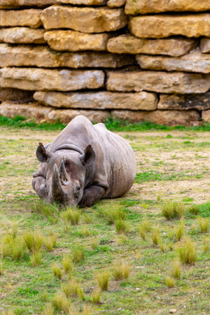 portrait of black rhino in the grassの写真素材