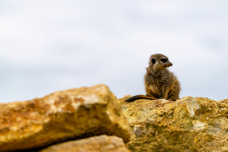 portrait of meerkat on a rockの写真素材