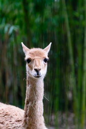 portrait of vicugna in bamboo forestの写真素材
