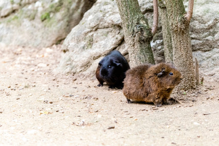 portrait of brown and black guinea pigsの写真素材