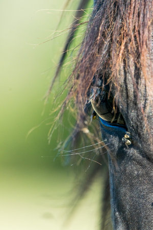 close-up of head of horseの写真素材