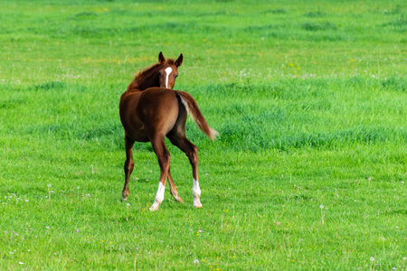 portrait of baby horse in the grassの写真素材
