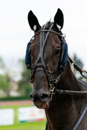 horse racing hippodrome of feursのeditorial素材