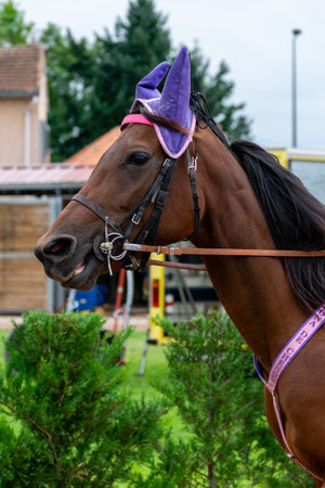 horse racing hippodrome of feursのeditorial素材