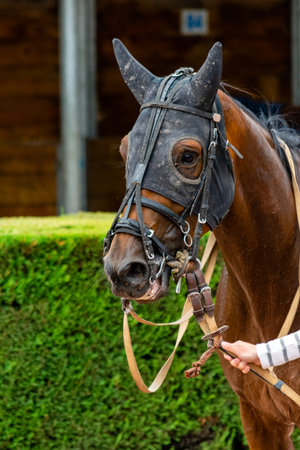 horse racing hippodrome of feursのeditorial素材