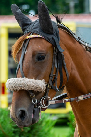 horse racing hippodrome of feursのeditorial素材