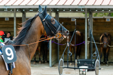horse racing hippodrome of feursのeditorial素材