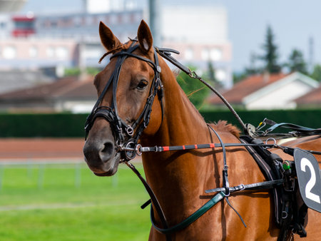 horse racing hippodrome of feursのeditorial素材