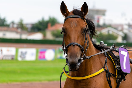 horse racing hippodrome of feursのeditorial素材