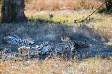 group of cheetahs in the savannahの写真素材