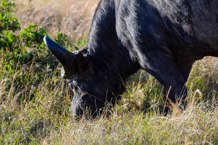 buffalo with birds in the savannah