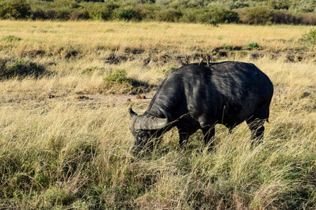 buffalo with birds in the savannahの写真素材