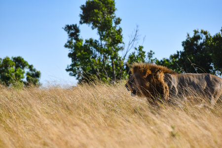 portrait of leo in the savannah