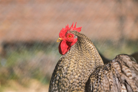 portrait of chicken in poultry yard