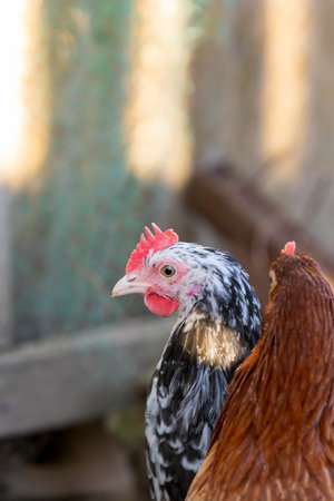 portrait of chicken in poultry yard