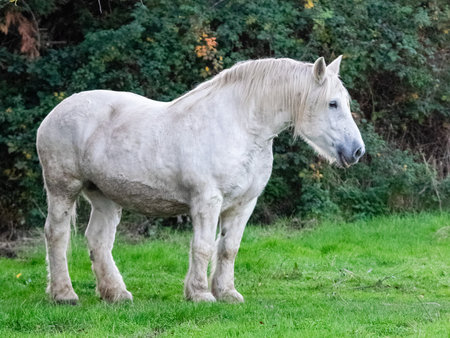 portrait of white horse in the grassの写真素材