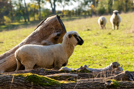 group of sheeps in pastureの写真素材