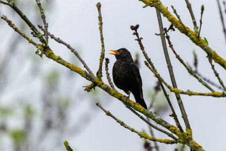 portrait of blackbird on a branch