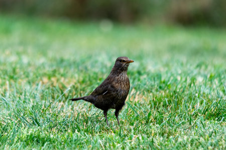 portrait of blackbird in the grassの写真素材