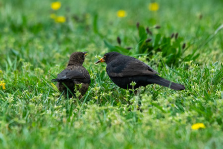 group of blackbirds in the grassの写真素材