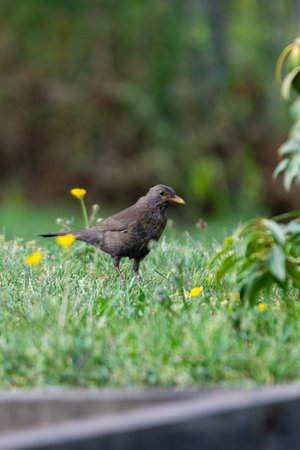portrait of blackbird in the grassの写真素材