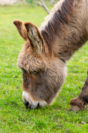 portraiy of donkey in the grassの写真素材