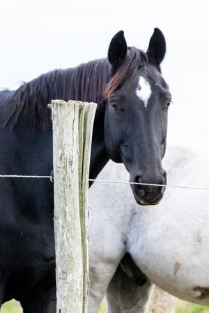 portrait of ho in pastureの写真素材