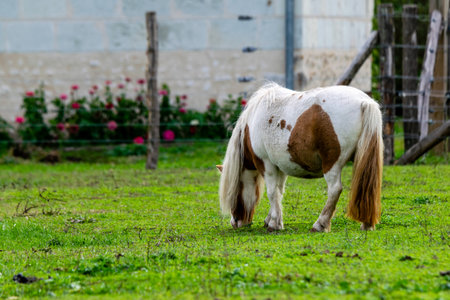 portrait of pony in the grassの写真素材