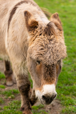 portrait of donkey in pastureの写真素材
