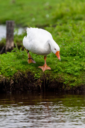 portrait of goose on the grassの写真素材