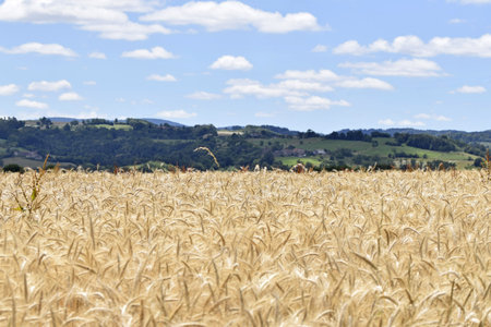 view of field of wheatの写真素材