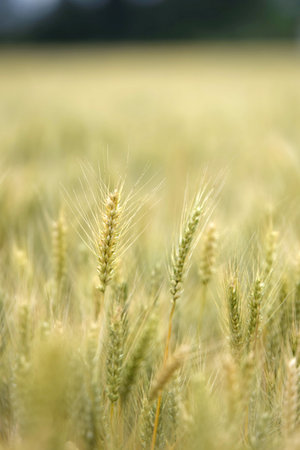 view of field of wheatの写真素材