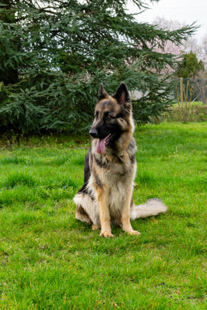 portrait of german shepherd in the grassの写真素材