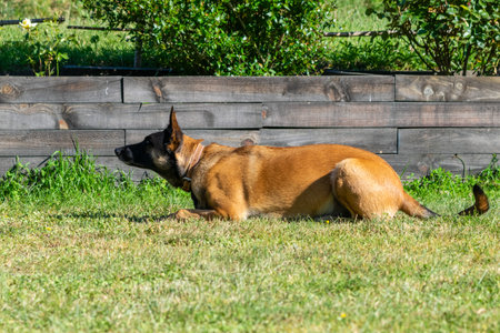 portrait of belgian shepherd malinois in the grassの写真素材