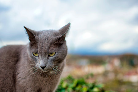 pet animal: portrait of alley kitten