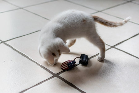 pet animal: portrait of alley kitten