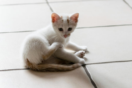 pet animal: portrait of alley kittenの写真素材