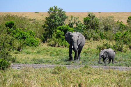 mother and baby elephants in the savannah