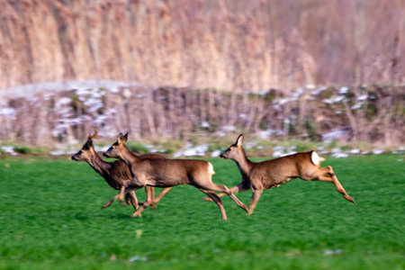 group of deers in the wildの写真素材