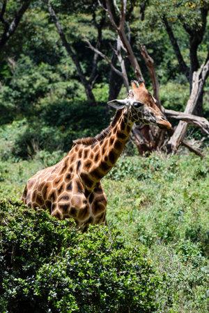 view of giraffe in the wild