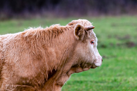 portrait of cow in pastureの写真素材