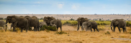 migration of elephants in amboseli park