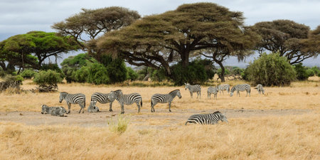 group of zebras in amboseli national parkの写真素材