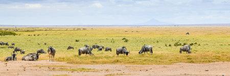 flock of wildebeest in the amboseli national parkの写真素材