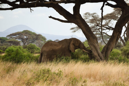 elephants in amboseli national parkの写真素材