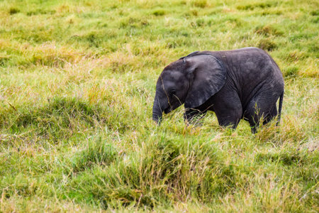 elephants in amboseli national parkの写真素材