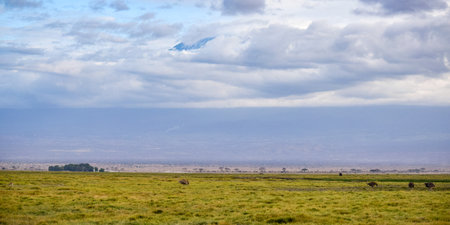 landscape of kenya, amboseli national parkの写真素材