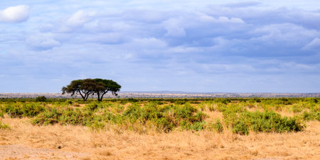 landscape of kenya, amboseli national parkの写真素材