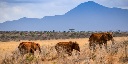 elephant in tsavo east national park