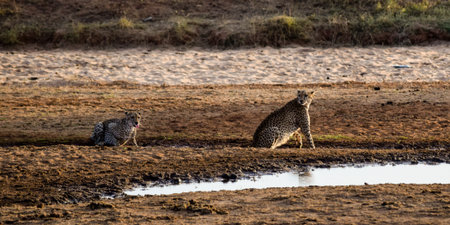 cheetah in tsavo east national parkの写真素材